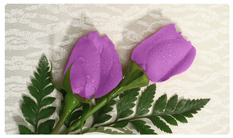 DNSEMP-C-052 2 Roses Lavender